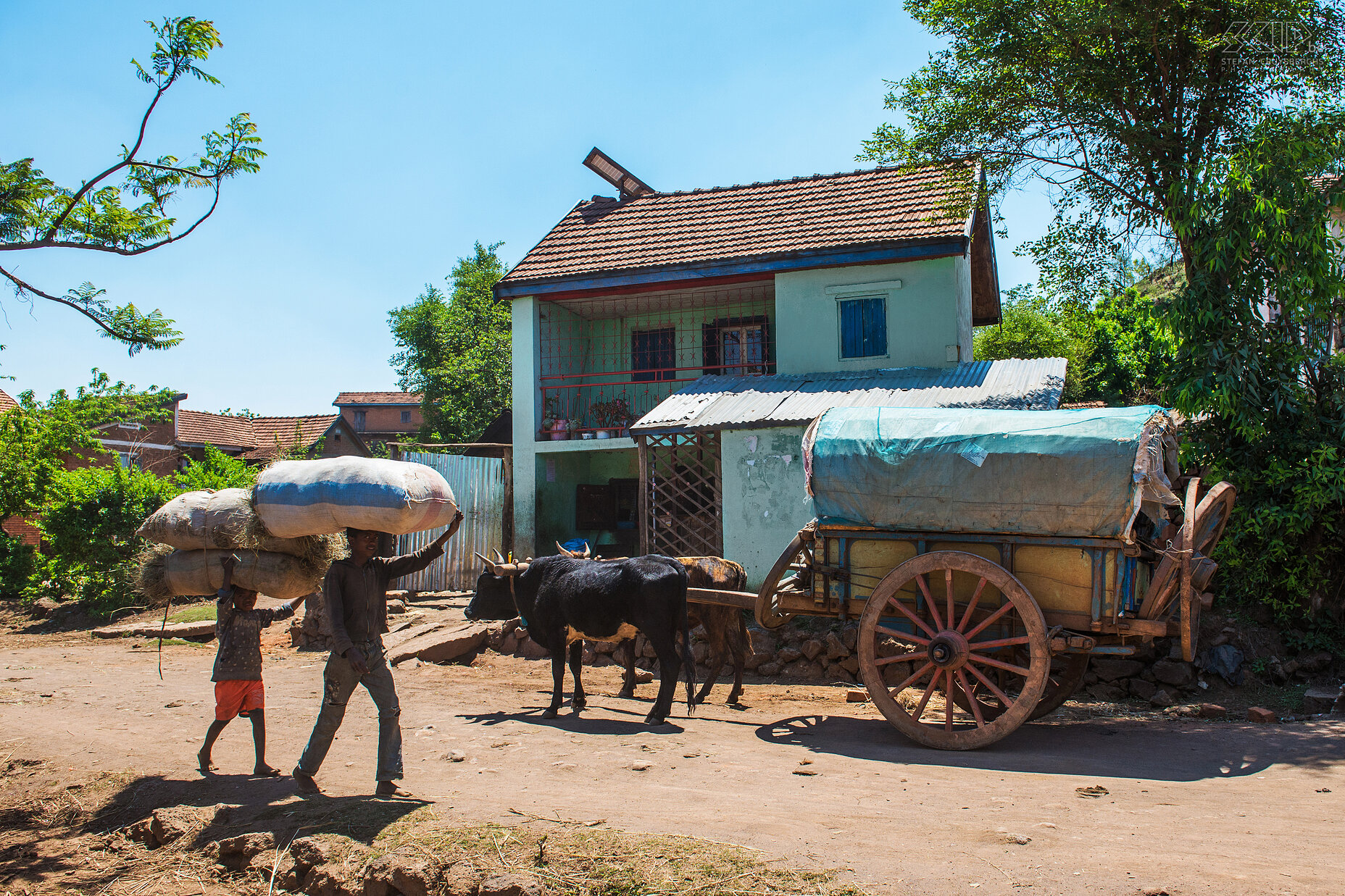 Befato - Zebukar Traditionele zebukar in de buurt van Befato een klein dorpje in de regio rond de stad Antsirabe. De zeboe is het vee dat overal voorkomt in Madagaskar. Ze zijn zeer goed aangepast aan hoge temperaturen en zeboe ossen zijn zeer sterk en worden gebruikt voor het ploegen en het trekken karren Stefan Cruysberghs